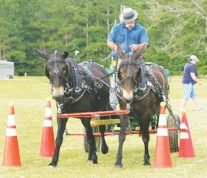 Jim Porrovechio of Elberon, VA guides his mule team through the obstacle course during the Ahoskie Work Horse and Mule Group competition held in July at the Atlantic District Fairgrounds. Events such as log skidding, obstacles, and sled course will be a part of the 2016 Ahoskie Heritage Day on Sept. 9-10. | File Photo by Gene Motley